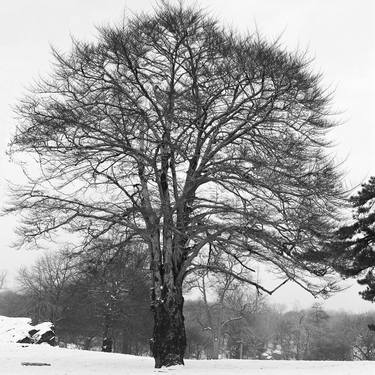 Tree in the snow - Limited Edition of 50 thumb