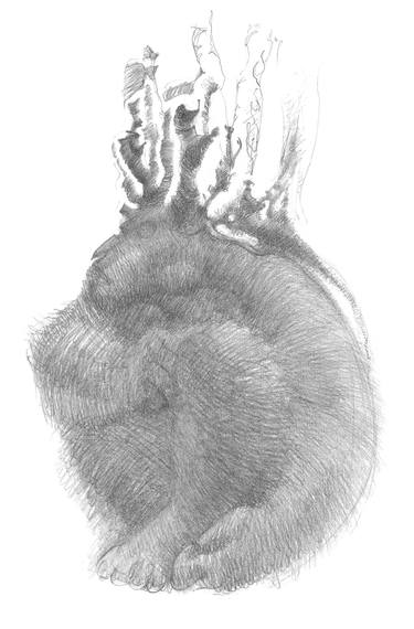 Print of Animal Drawings by Alexander Nikitin
