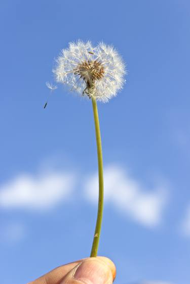 Dandelion with seeds in hand over blue sky - Limited Edition 1 of 10 thumb