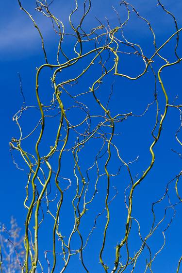 Tree branches over blue sky - Limited Edition 1 of 10 thumb