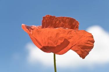Red poppy over blue sky - Limited Edition 1 of 10 thumb