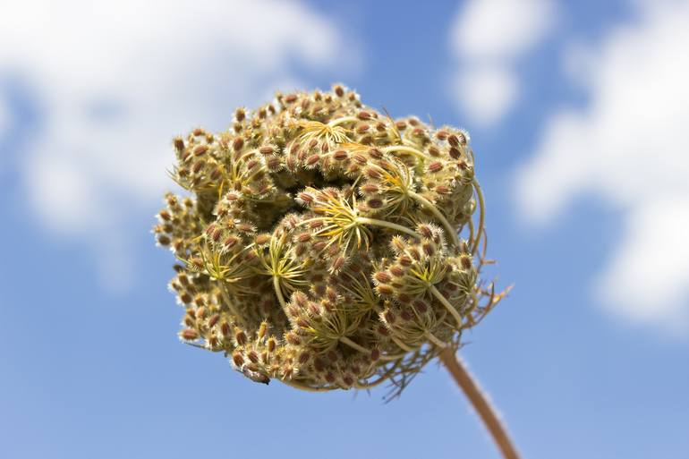 Original Floral Photography by Dragan Nikolic | Photorealism Art on Paper | Wild green flower over blue sky - Limited Edition 1 of 10