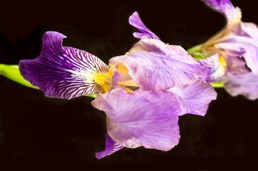 Iris flower over black - bloom - Limited Edition 1 of 10 thumb