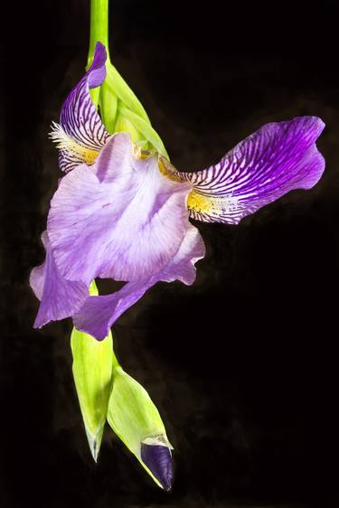 Iris flower over black background - Limited Edition 1 of 10 thumb