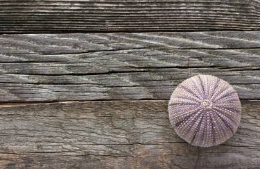 Sea  urchin skeleton on old wooden background - Limited Edition 1 of 10 thumb