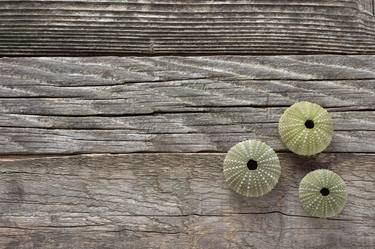 Sea urchins over old wooden background - Limited Edition 1 of 10 thumb