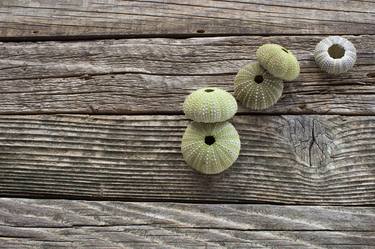 Sea  urchin on old rustic wooden background - Limited Edition 1 of 10 thumb