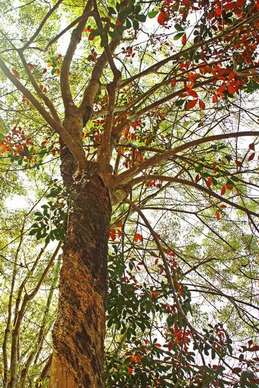 Print of Fine Art Tree Photography by Claire Sweeney