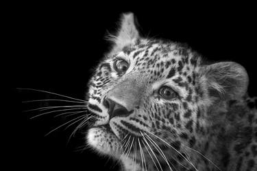 Original Fine Art Animal Photography by Christopher Godfrey