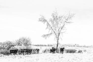 Saatchi Art Artist Brooke T Ryan; Photography, “Cows in Winter” #art