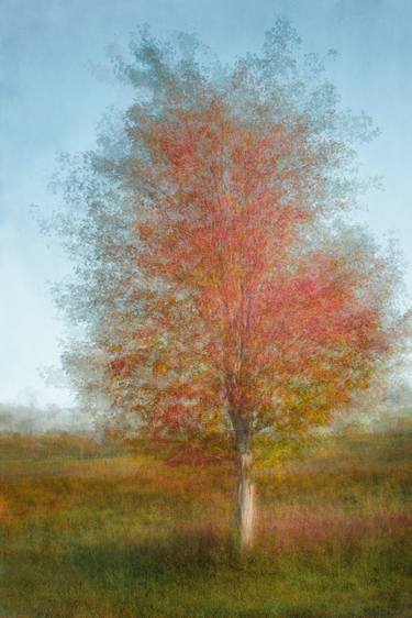 Maple Tree in Fall Colors thumb