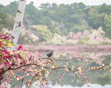 Bird and Birch thumb