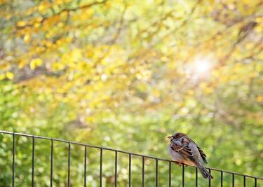 Print of Fine Art Animal Photography by Brooke T Ryan