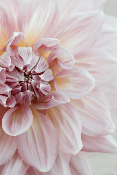 Blush Pink Dahlia, No. 1 thumb