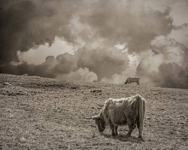Scottish Highland Cattle and Clouds, No. 1 thumb