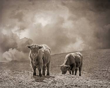 Scottish Highland Cattle and Clouds, No. 2 thumb