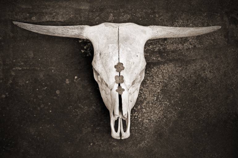 Scottish Highland Cattle Skull Photography by Brooke T Ryan | Saatchi Art