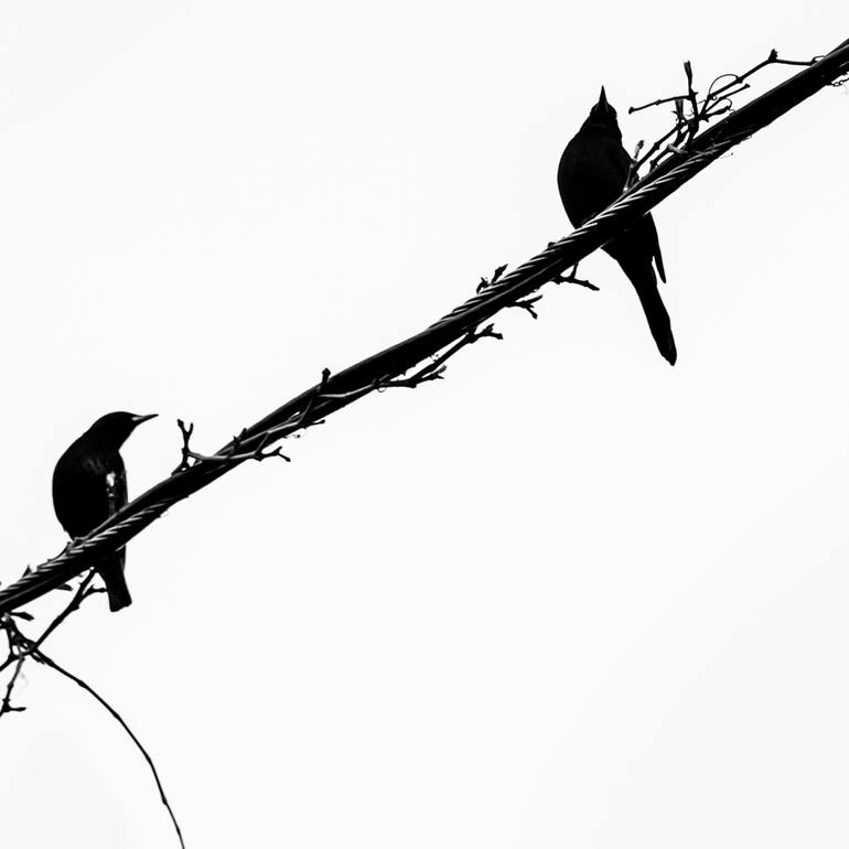 Original Minimalism Animal Photography by Brooke T Ryan