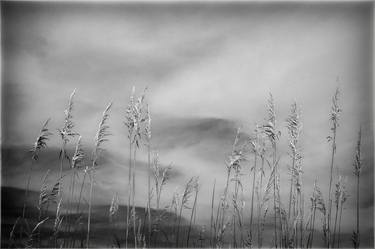 Grasses, Cape Cod, 36 x 24", Edition of 20 thumb