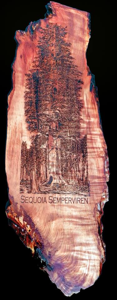 Sequoia Semperviren thumb