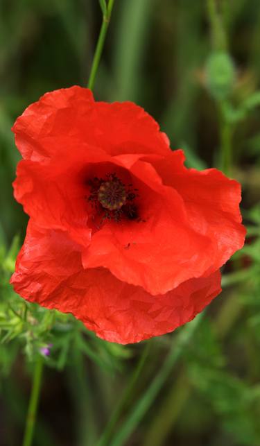 Field Poppy - Limited Edition 1 of 2 thumb
