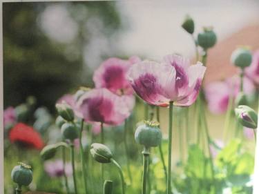 Saatchi Art Artist Christiaan Partridge; Photography, “Poppies Gone Wild - Limited Edition 1 of 2” #art