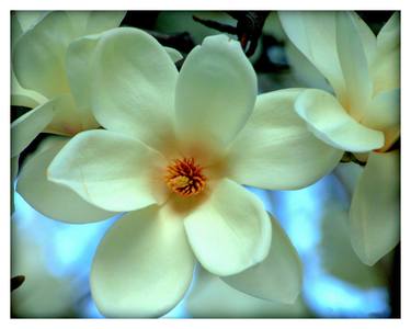 Beacon Street Magnolia thumb