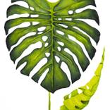 MONSTERA DELICIOSA by Diana F