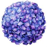 HYDRANGEA by Diana F