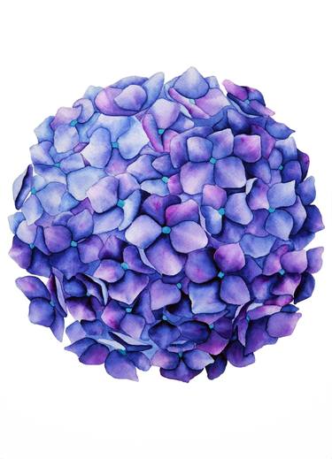 HYDRANGEA thumb