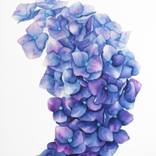 HYDRANGEA by Diana F