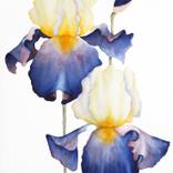 IRIS by Diana F