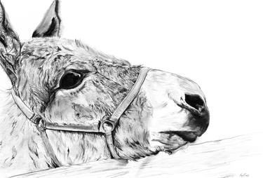 Print of Figurative Animal Drawings by Kory Russell