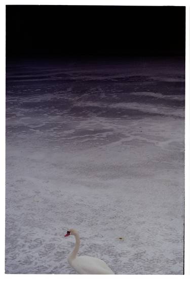 Saatchi Art Artist Dmitry Yurchenko; Photography, “White Swan, Tallinn, Estonia. - Limited Edition 1 of 20” #art