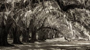 Original Black & White Botanic Photography by Harv Greenberg