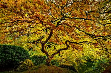 TREE OF LIFE - Japanese Maple Tree thumb