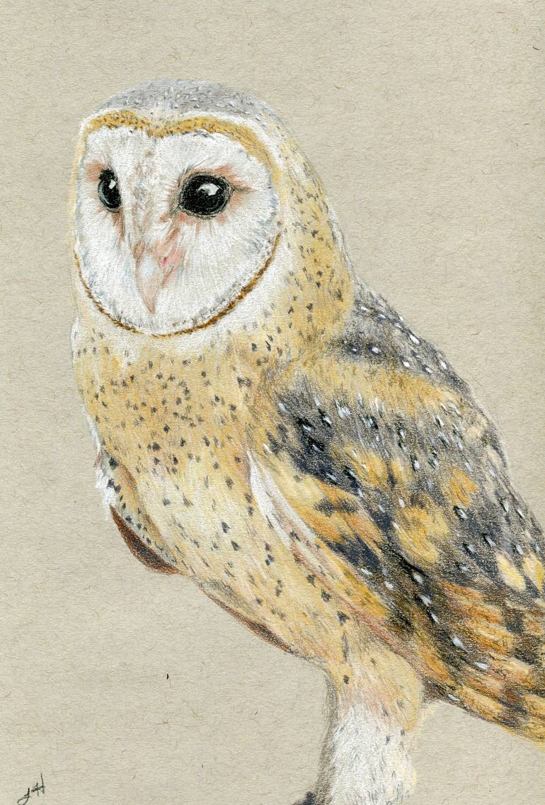 colorful barn owl drawing