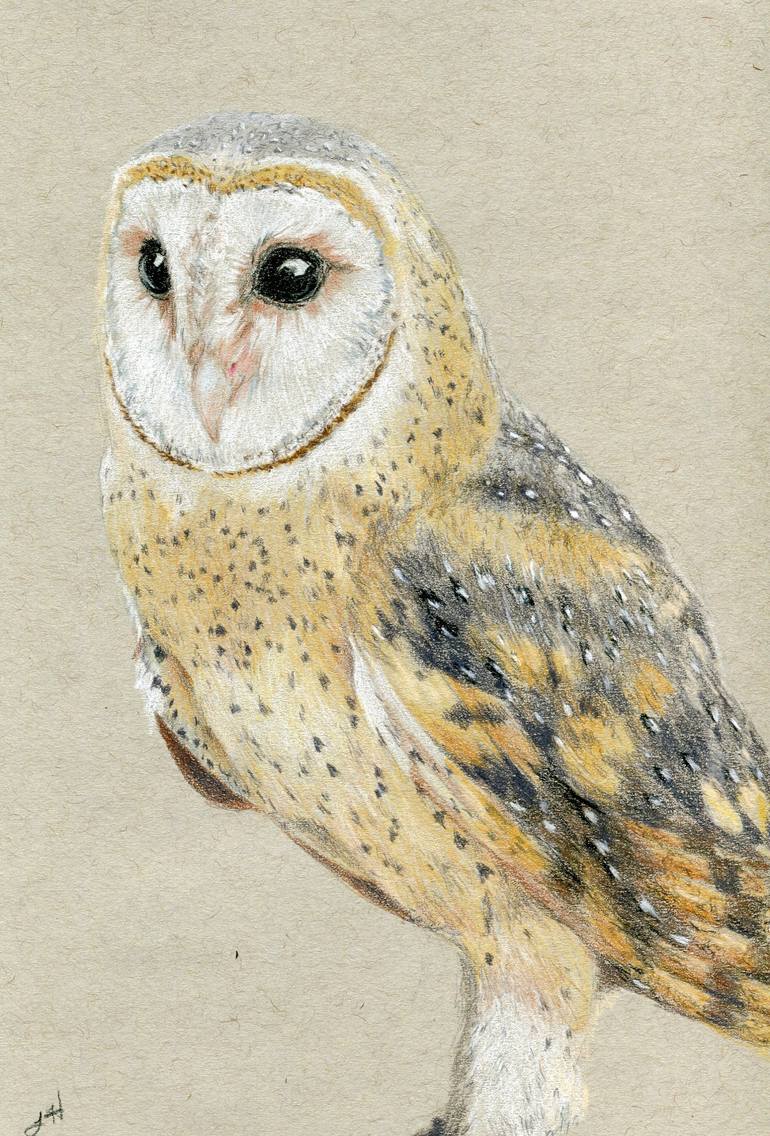 Barn Owl Drawing By Lisa Hendron Saatchi Art