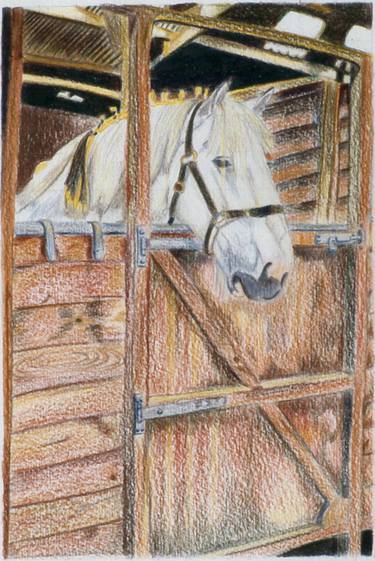 White Shire Horse waiting in the Stable thumb