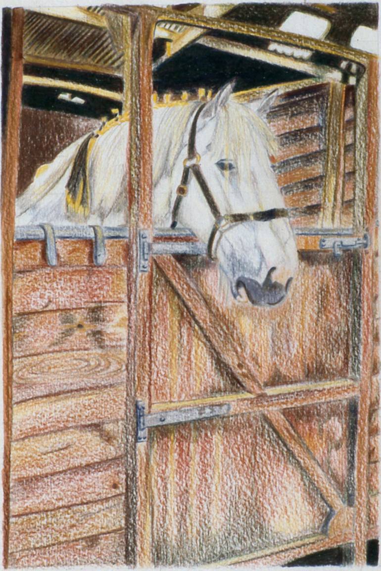 White Shire Horse waiting in the Stable Drawing by Talfana