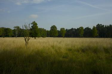 Holland : Landscape thumb