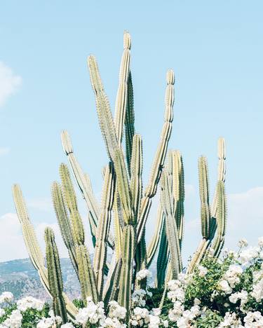 Succulent Green Cactus, Desert White Flowers, French Riviera thumb