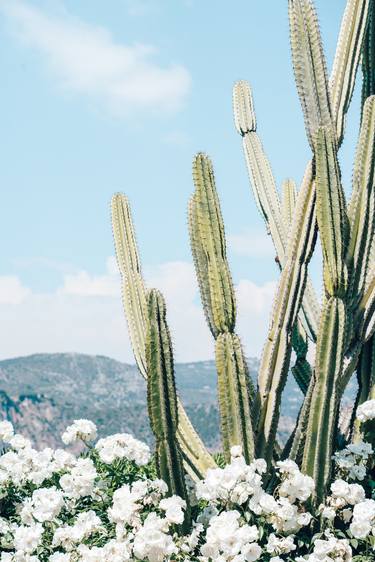 Desert Cactus, White Flowers, Boho Cacti, French Riviera thumb