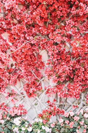 Exotic Garden, Pink Flowers Art, Red Floral Pattern, Coral Garden thumb