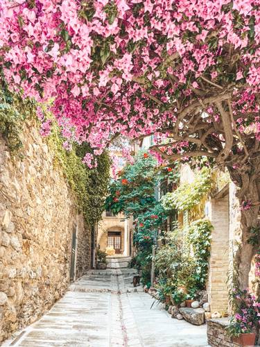 Summer Pink Flowers, French Riviera, Grimaud thumb