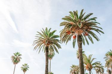 Palm Trees Beach, French Riviera, Cote D'Azur Summer Vibes thumb