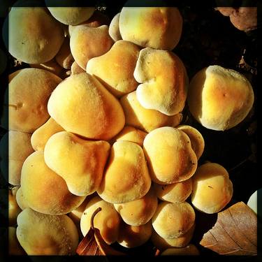 hypholoma fasciculare - mushroom portrait series - Limited Edition 1 of 9 thumb