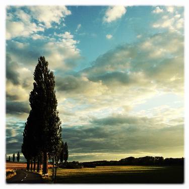 lombardy poplars in summer - Limited Edition 2 of 9 thumb