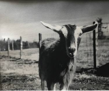 Carl Sandberg's Goats #2 - Limited Edition 1 of 10 thumb