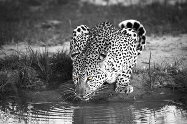 A leopard drinks - Limited Edition 1 of 10 thumb